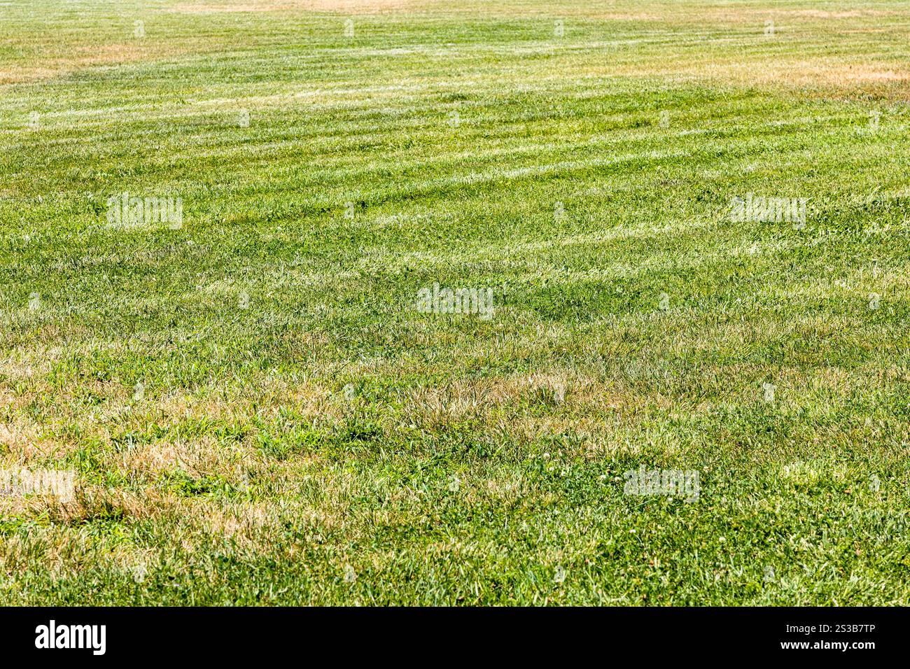 Getrimmter grüner Rasen mit gelben Flecken von sonnengebleichtem Gras in Etchmiadzin, Armenien an sonnigen Sommertagen Stockfoto