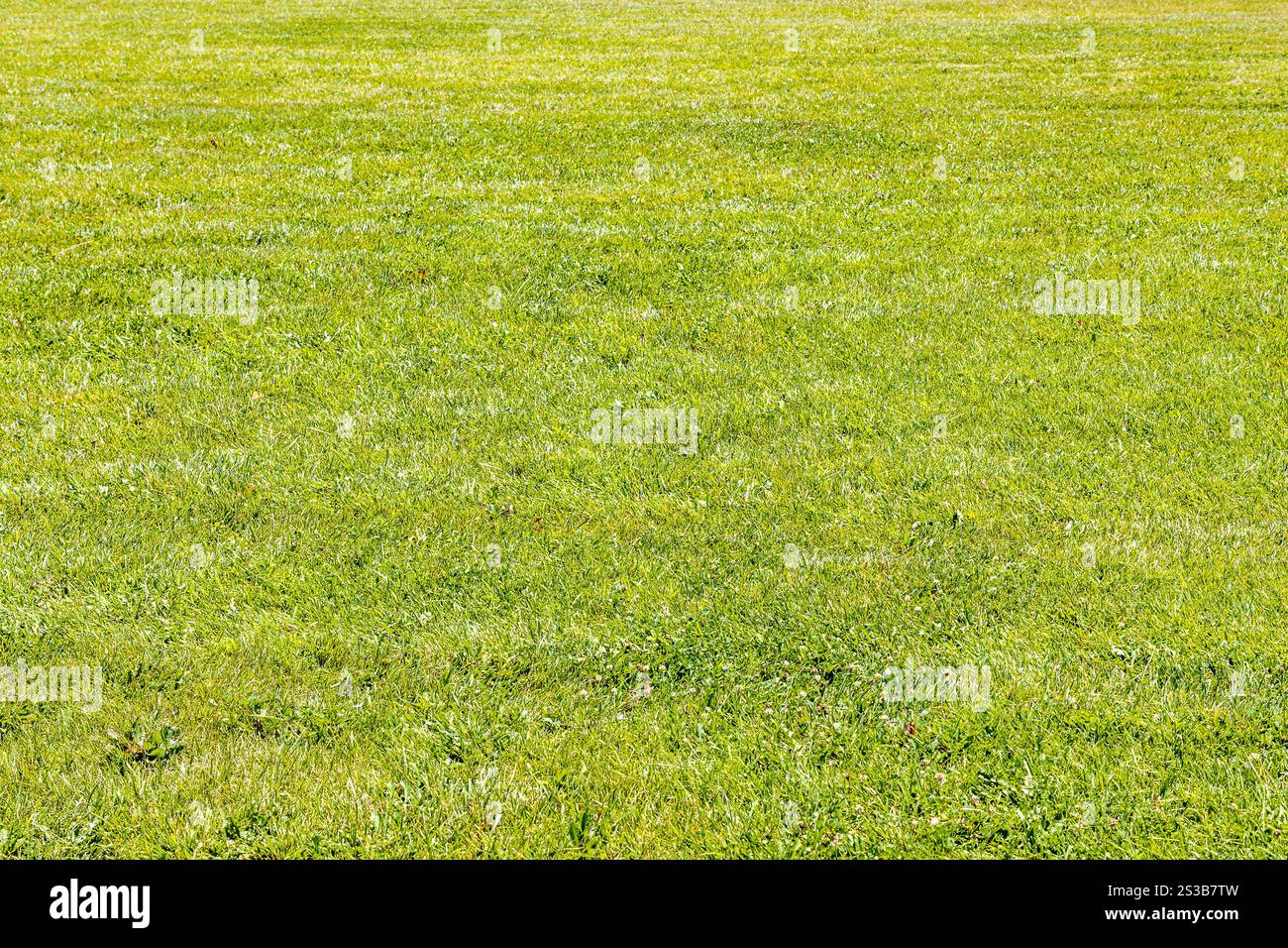 Oberfläche des getrimmten grünen Rasens in Etchmiadzin, Armenien am sonnigen Sommertag Stockfoto