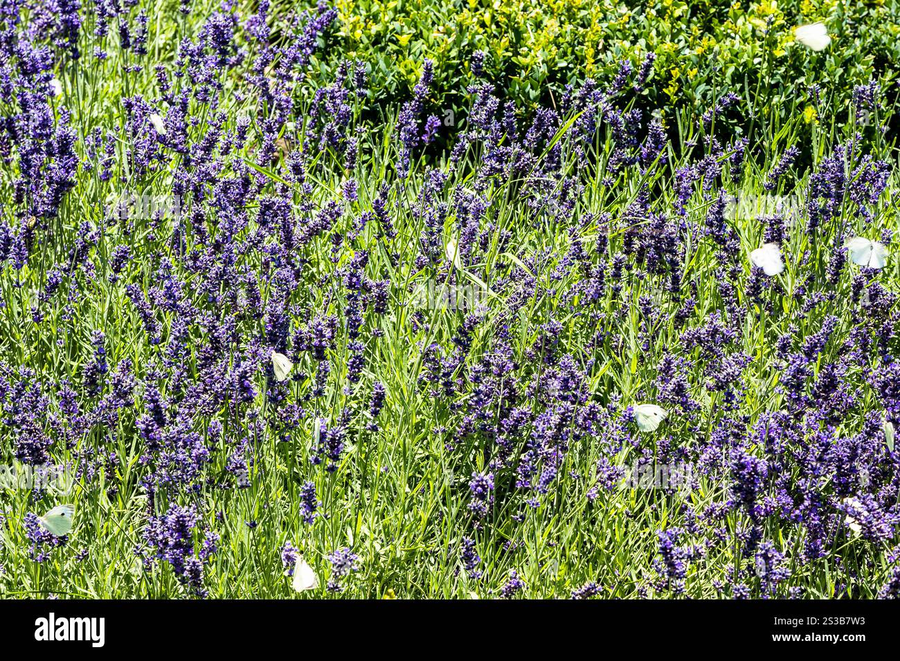 Schmetterlinge fliegen an sonnigen Sommertagen in Etchmiadzin, Armenien, über die Wiese mit blühendem Lavendel Stockfoto