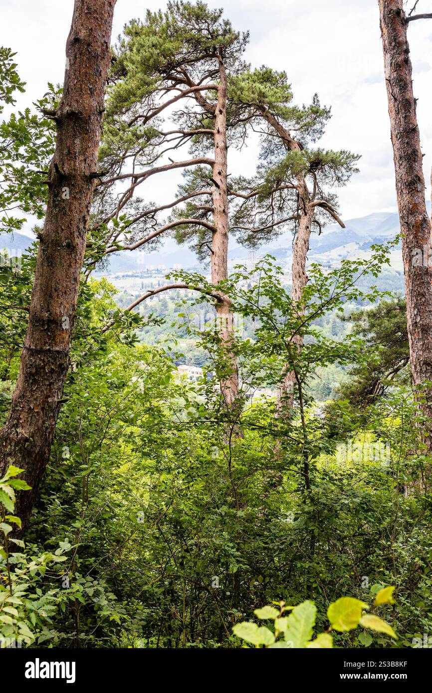 Kiefernstämme über der Stadt im Bergwald auf dem Transcaucasian Trail im Dilijan-Nationalpark im Sommer Stockfoto