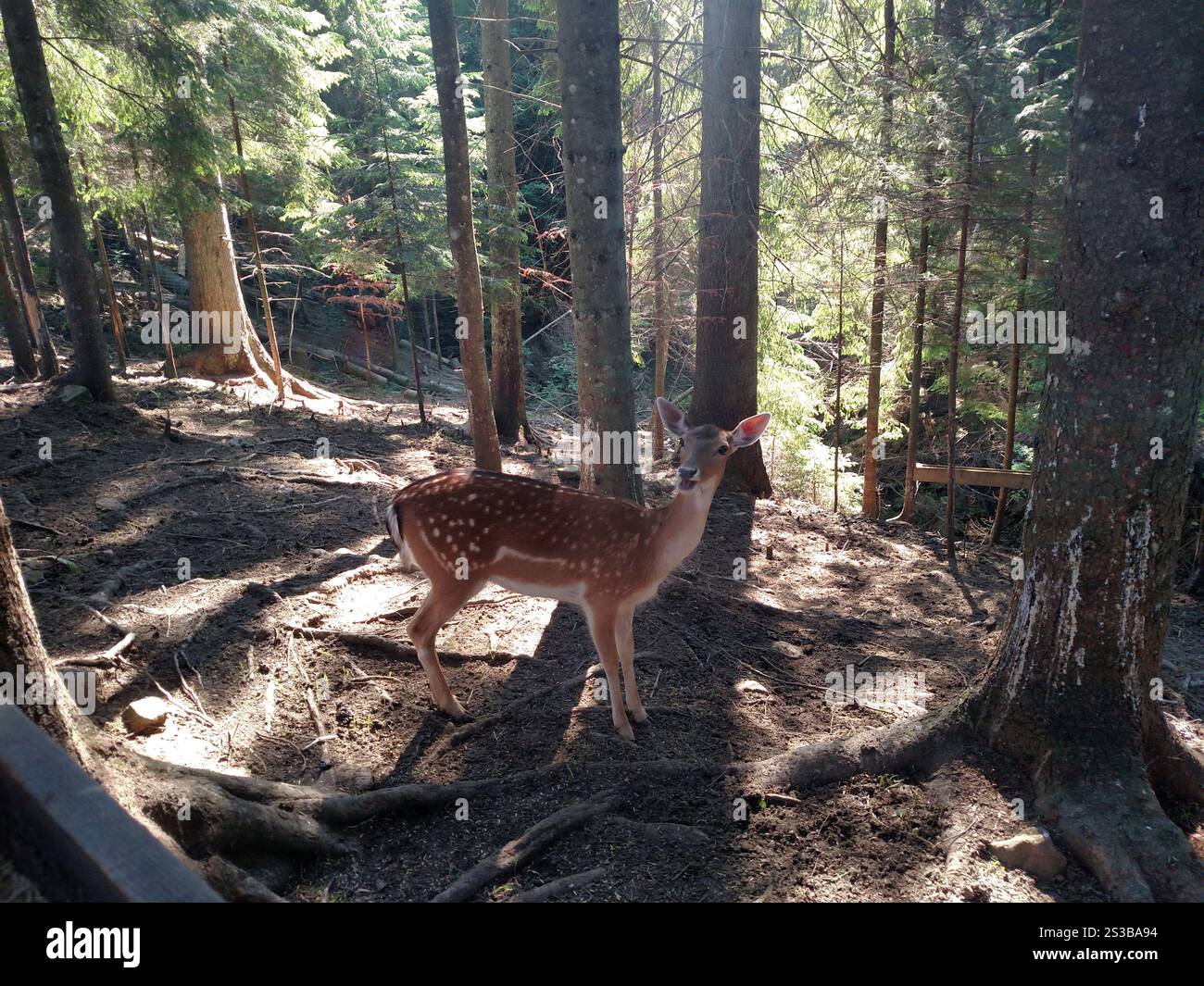Junge Rehe kitzeln Wildtiere in der Natur horizontal Stockfoto