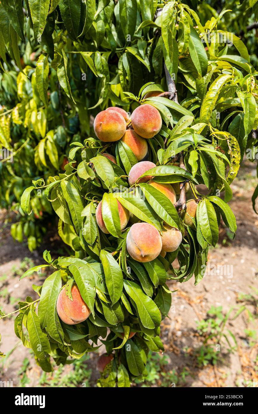 Baumzweig mit Reifen Pfirsichen im armenischen Obstgarten in den Provinzen Vayots Dzor, Armenien an sonnigen Sommertagen Stockfoto