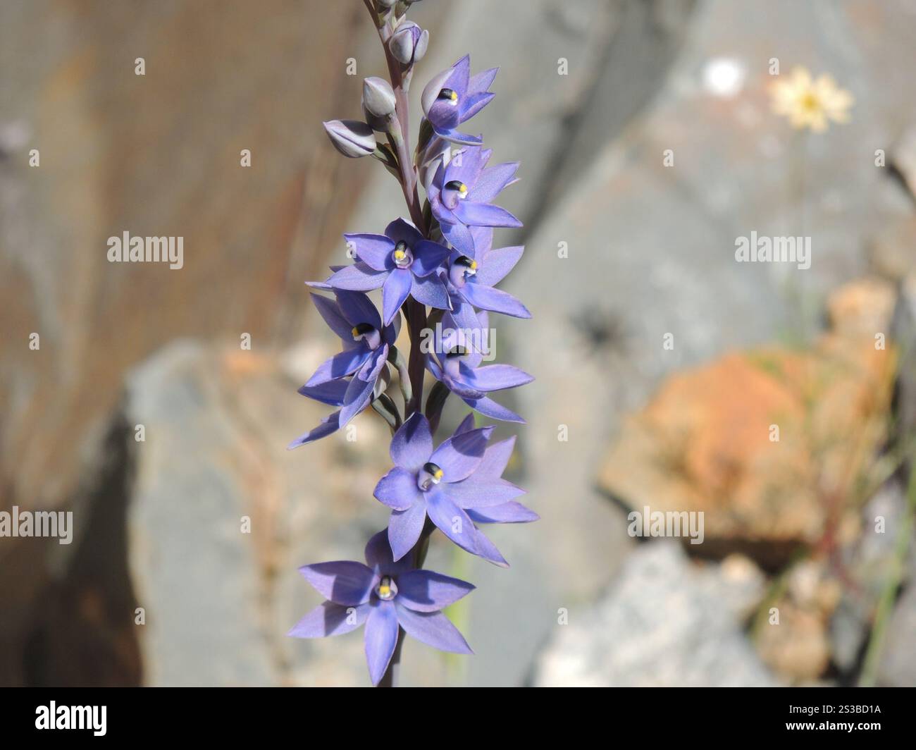 Duftende Sonne Orchidee (Thelymitra Macrophylla) Stockfoto