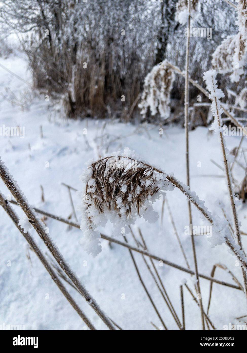 Symbolbild, Pflanze bedeckt mit Eis und Raureif. Xettx, Oesterreich, Saalfelden am Steinernen Meer, 01.01.2025, Impressionen, Winter in den Bergen, 2025, Wanderung, Skifahrn Foto: A2 Bildagentur/Peter Hartenfelser *** Symbolbild, Pflanze mit Eis und Raureif bedeckt xettx, Österreich, Saalfelden am Steinernen Meer, 01 01 01 2025, Impressionen, Winter in den Bergen, 2025, Wanderung, Skifahren Foto A2 Bildagentur Peter Hartenfelser Stockfoto