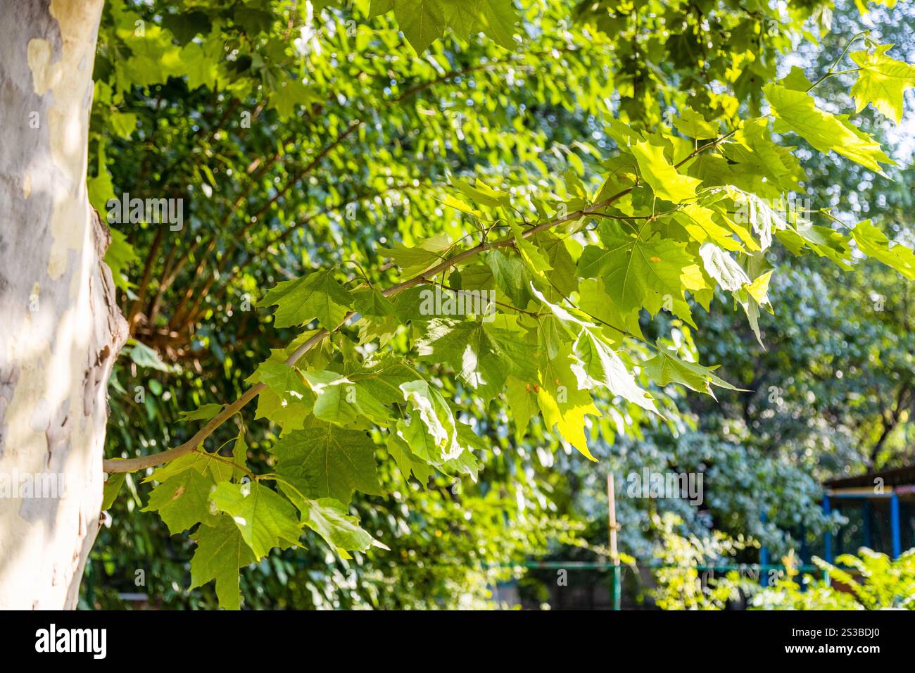 sycamore-Zweig mit grünen Blättern im öffentlichen English Park, Stadt Jerewan, Armenien an sonnigen Sommertagen Stockfoto