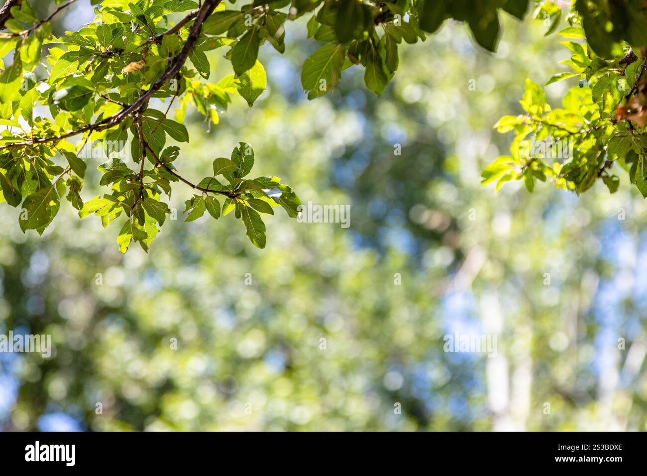 Grüne Baumzweige in der Nähe und verschwommene Bäume im Hintergrund im Central Gorki Park (Maxim Gorky Park) in Gyumri Stadt an sonnigen Sommertagen Stockfoto