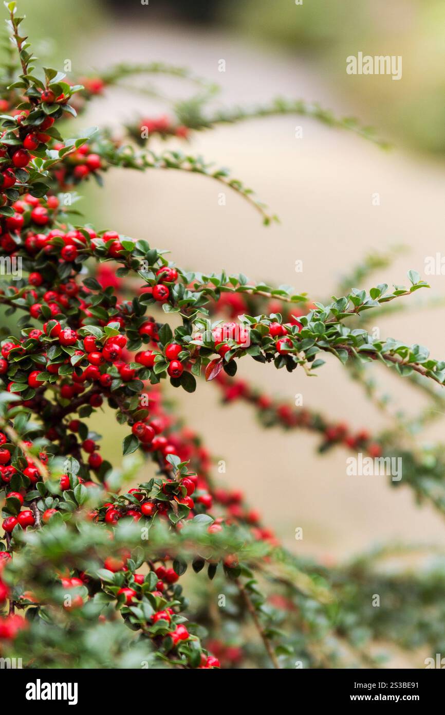 Ein Haufen roter Beeren, die auf dem Rockspray Cotoneaster-Busch wachsen Stockfoto