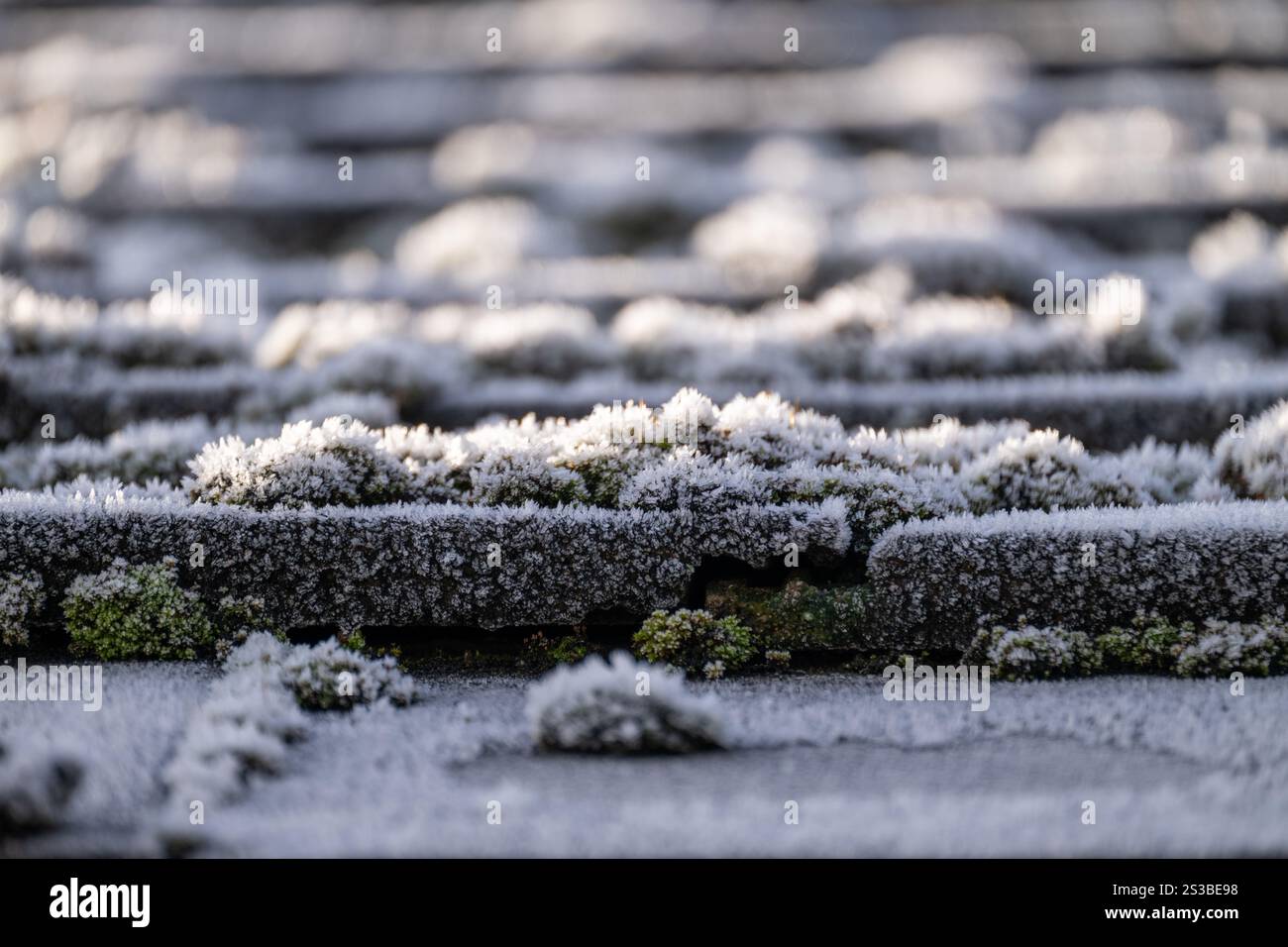 Nahaufnahme des Frosts, der das Moos auf Dachziegeln bedeckt, beleuchtet von einer hellen Wintersonne. Stockfoto