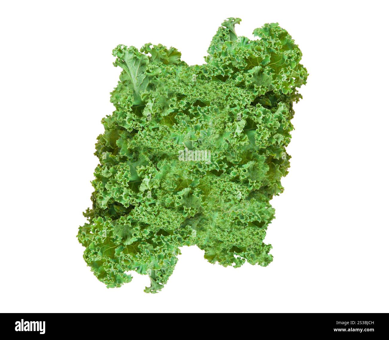 Frisches Blatt isoliert auf weißem Hintergrund. Frisches Blatt von isolierten Blättern Stockfoto
