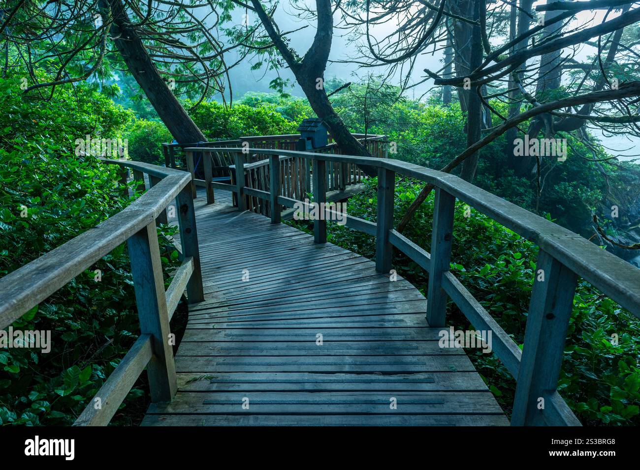 Erhöhte Promenade durch einen antiken Wald im Nebel, Pacific Rim National Park, Vancouver Island, Kanada. Stockfoto