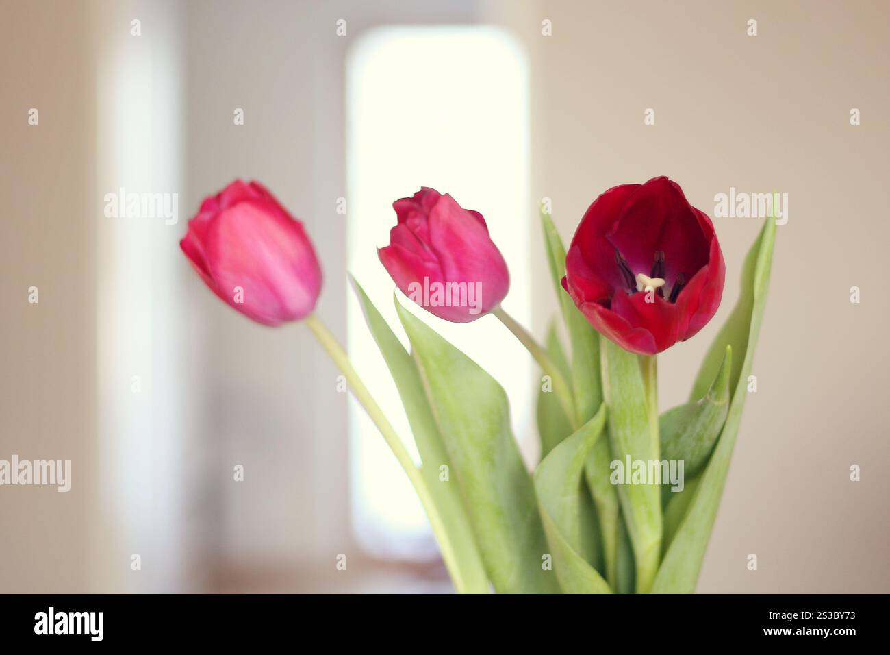 Drei rote Tulpen Stockfoto