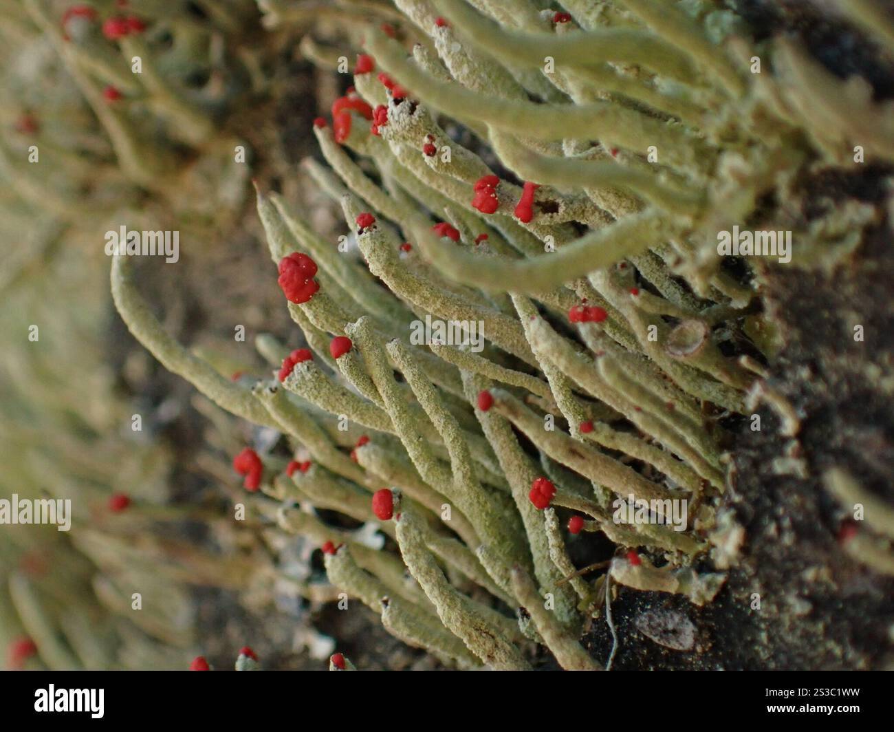 Lippenstift Powderhorn (Cladonia macilenta) Stockfoto