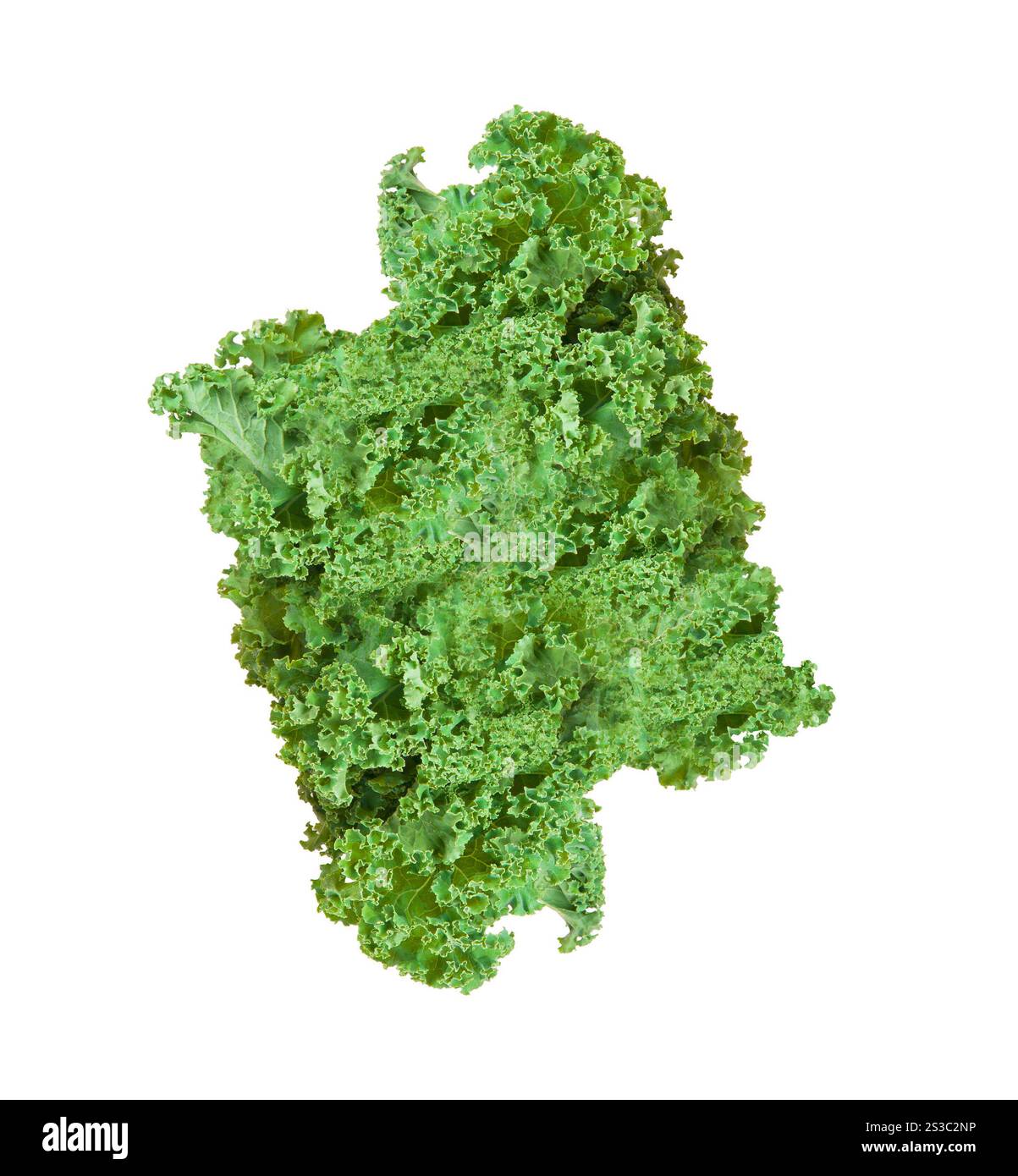 Frisches Blatt isoliert auf weißem Hintergrund. Frisches Blatt von isolierten Blättern Stockfoto