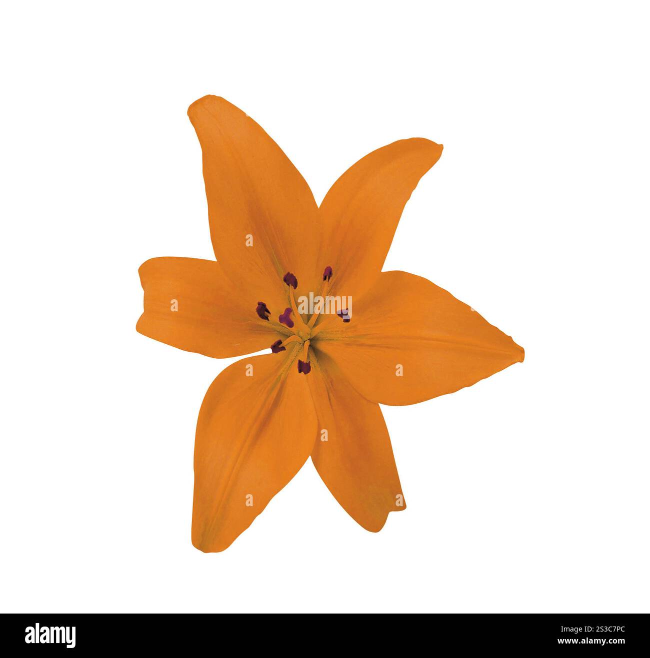 Gelbe Blume isoliert auf weißem Hintergrund. Lila Blume isoliert auf weißem Hintergrund Stockfoto