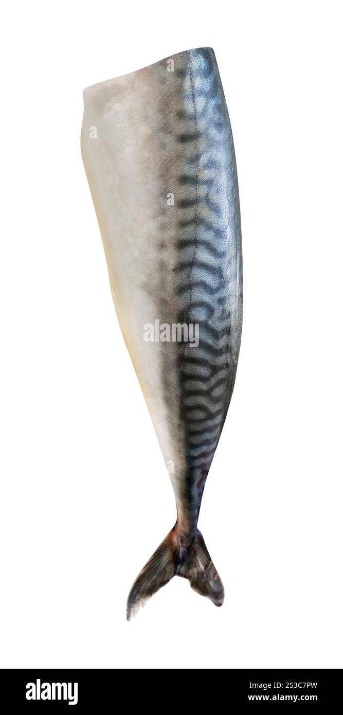 Entkernte kopflose Makrele im atlantik Stockfoto