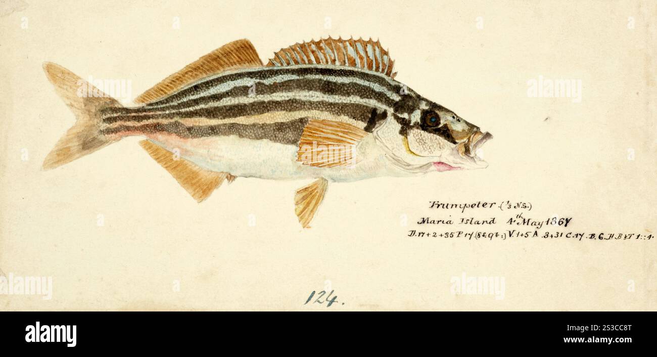 Der gestreifte Trompeter, der gewöhnliche Trompeter, Kupfermoki, Latris lineata, eine Art von Meeresrochenfischen aus der Familie der Latridae, die Trompeter, Fische, Reproduktion eines Originals in seinem Originalzustand, von Frank Edward Clarke (* 1849, gestorben 1899), Ichthyologe und wissenschaftlicher Illustrator, der gestreifte Trompeter, gemeine Trompeter, Kupfer-Moki, Fische, Fische, Reproduktion einer Vorlage im Originalzustand, von Frank Edward Clarke (geb 1849, gest 1899), Ichthyologe und wissenschaftlicher Zeichner Stockfoto