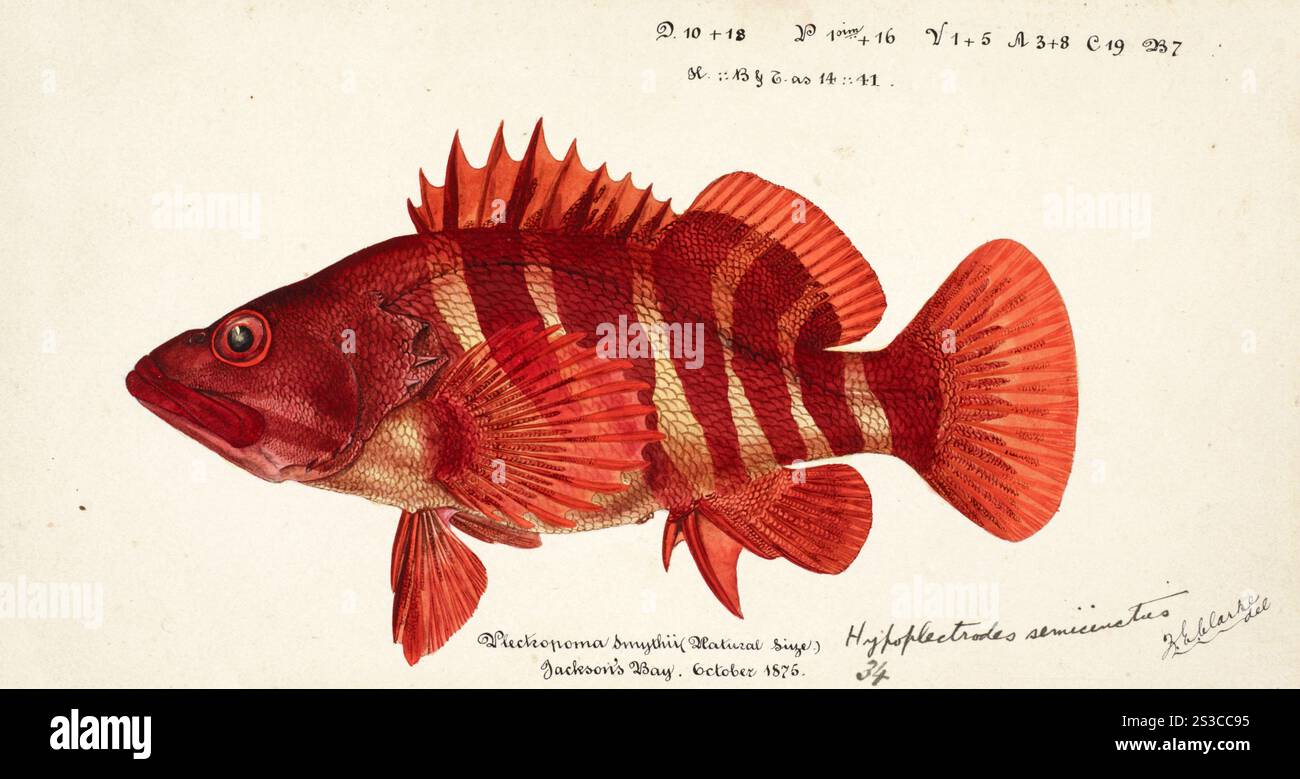 Semicinctum, Hypoplectrodes semicinctum, Gattung von Meeresrochenflossen-Fischen der Familie Anthiadidae, Fische, Reproduktion eines Originals im Originalzustand, von Frank Edward Clarke (* 1849, gestorben 1899), Ichthyologe und wissenschaftlicher Zeichner, Sägebarsch, Fische, Reproduktion einer Vorlage im Originalzustand, von Frank Edward Clarke (geb 1849, gest 1899), Ichthyologe und wissenschaftlicher Zeichner Stockfoto