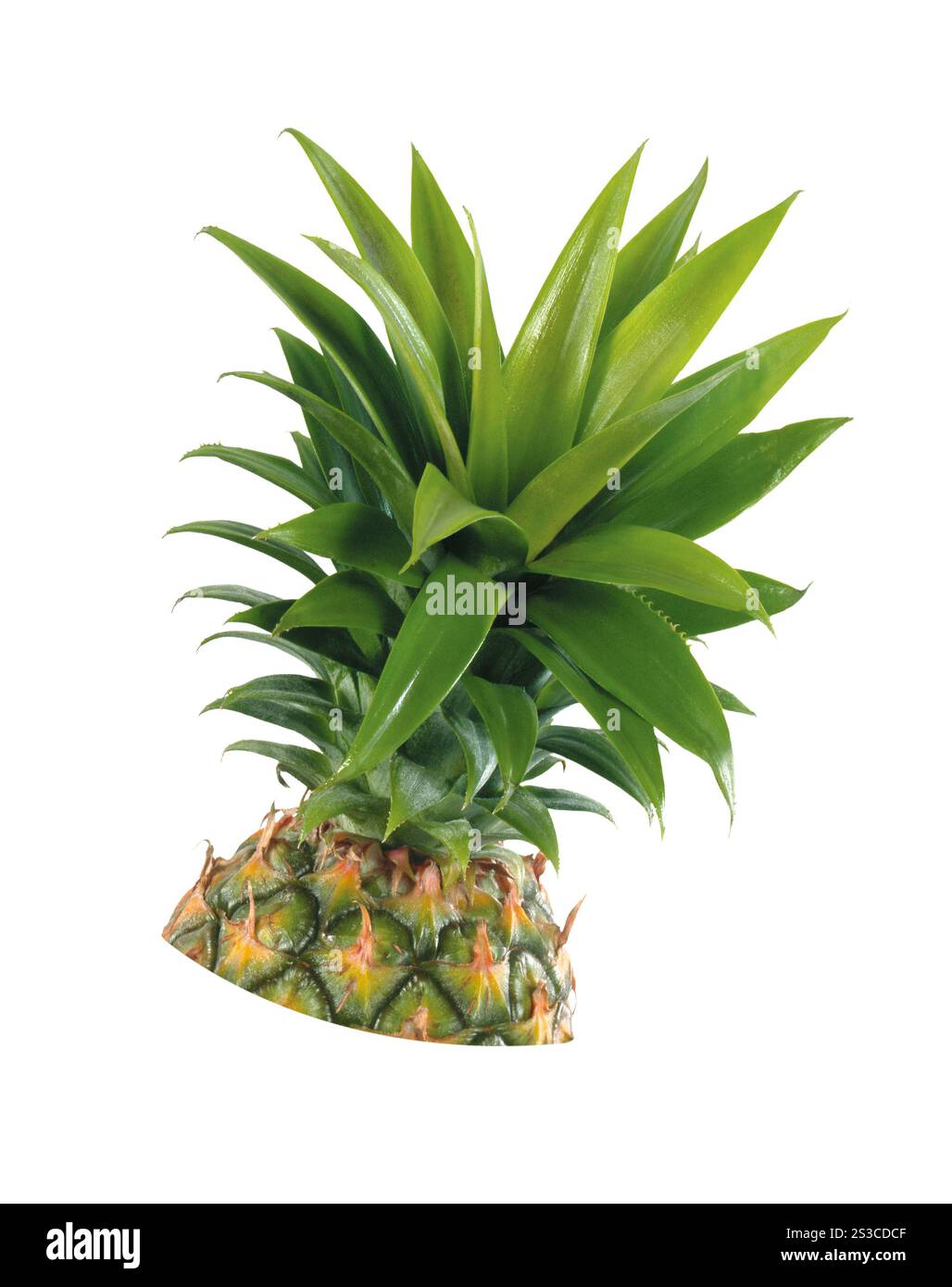 Ananasfrucht isoliert Stockfoto