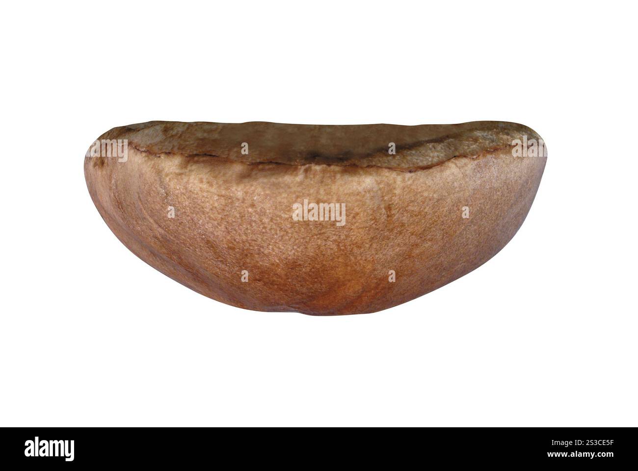 Boletus edulis Pilz isoliert Stockfoto