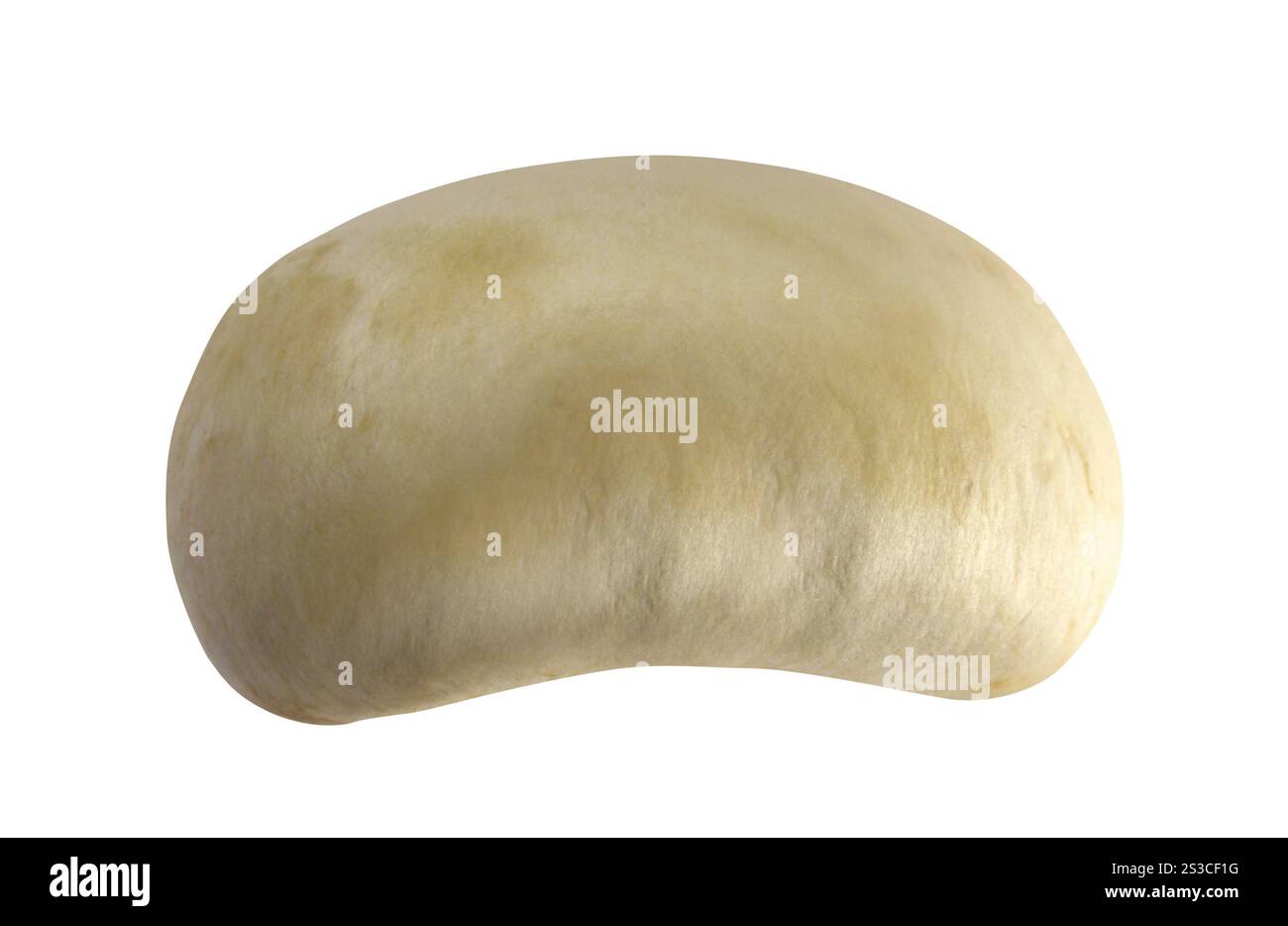 Mashroom isoliert auf weißem Hintergrund Stockfoto