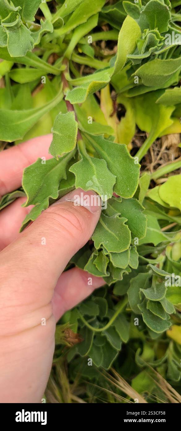 Afrikanische Gänseblümchen (Dimorphotheca fruticosa) Stockfoto