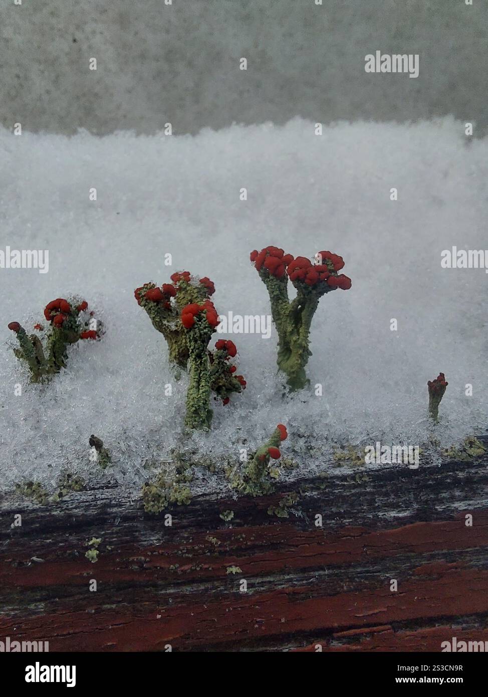 Britische Soldatenflechte (Cladonia cristatella) Stockfoto