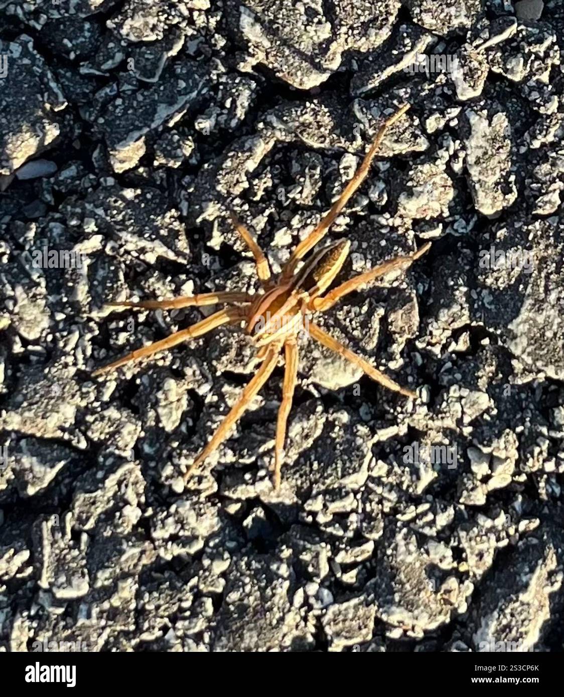 Tollwütige Wolfsspinne (rabidosa rabida) Stockfoto