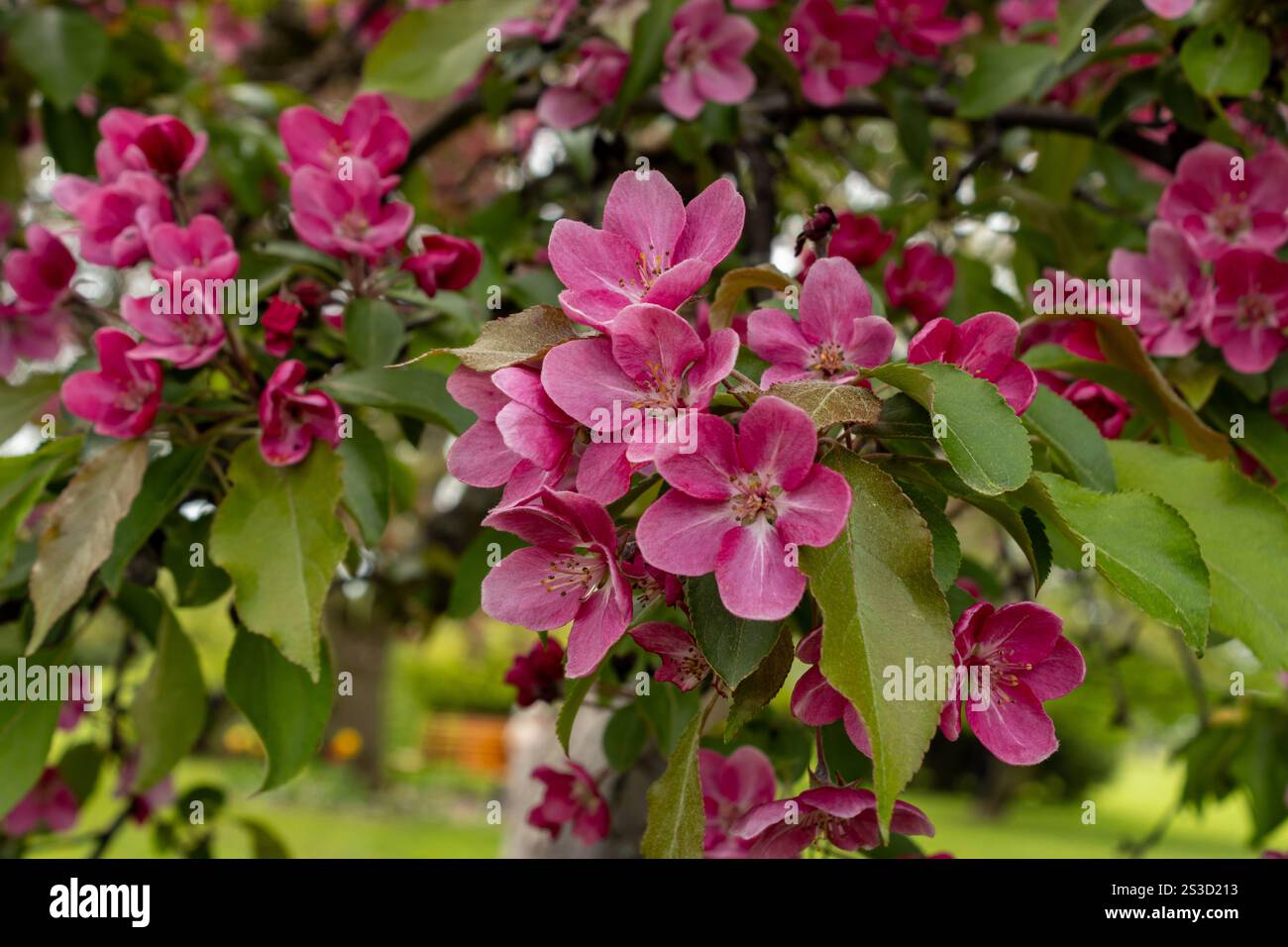 Schöne Krabbenblüten in einem hellrosa Farbton Stockfoto