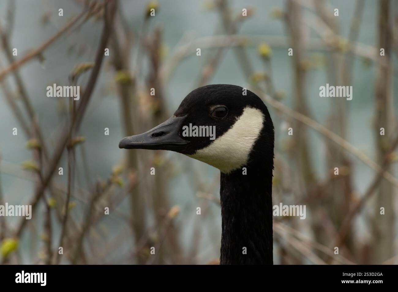 Ein Makro einer Kanadas-Gans entlang des Niagara-Flusses Stockfoto