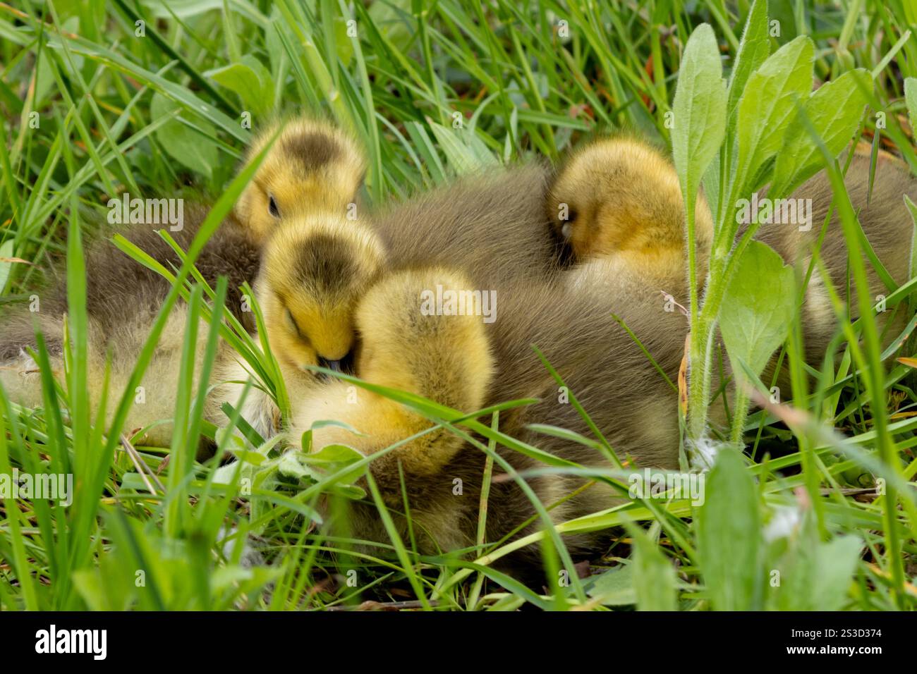 Vier Gänsehaut sind zusammengedrängt (in der Nähe der Niagarafälle), um warm zu bleiben Stockfoto
