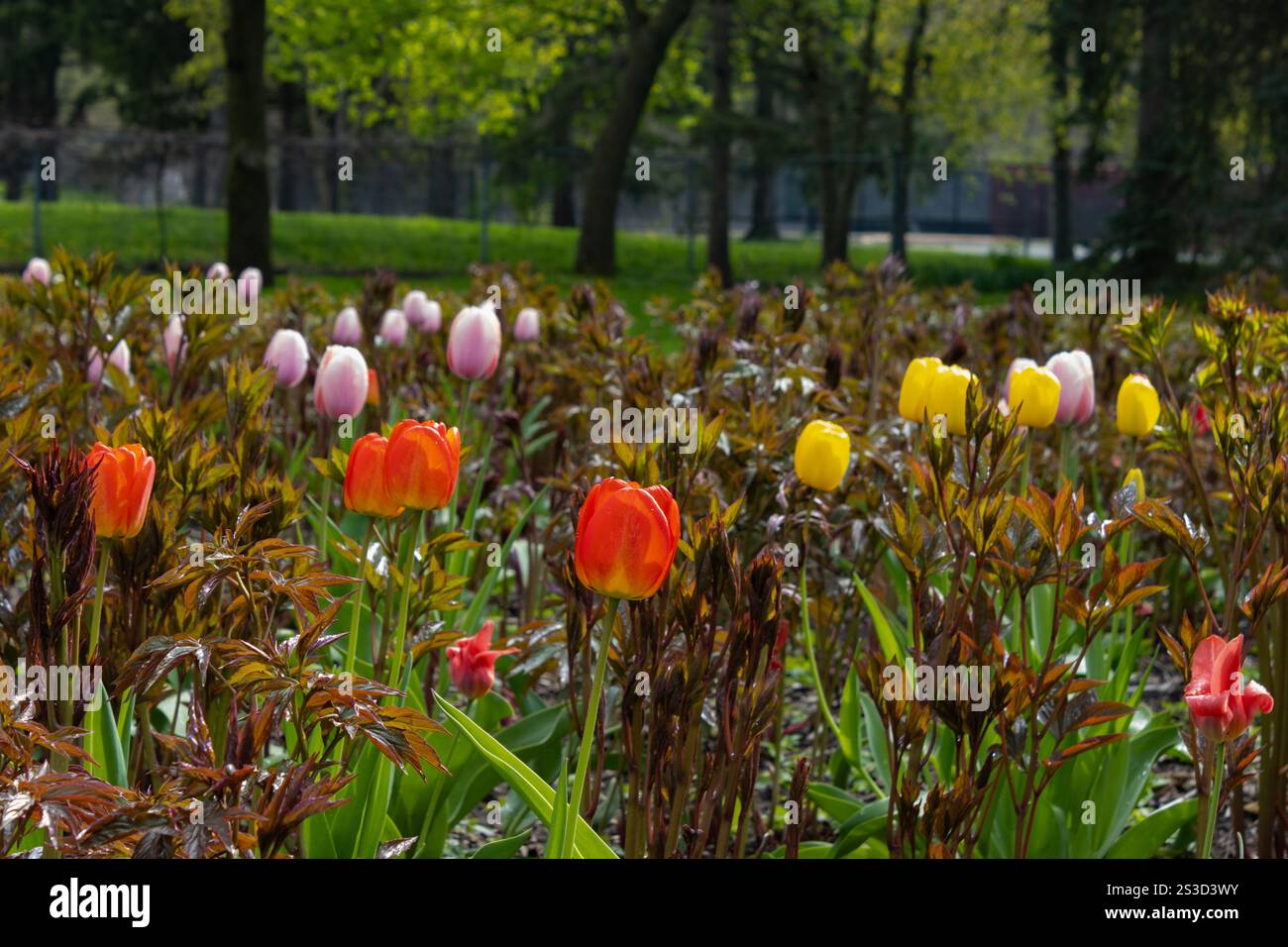 Tulpen sind noch hell in einem regendurchfluteten Bett Stockfoto