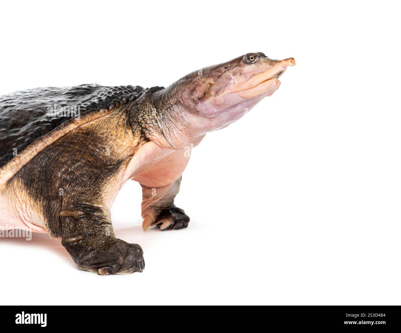 Seitenansicht einer Florida Softshell-Schildkröte, Apalone Ferox, isoliert auf weiß Stockfoto
