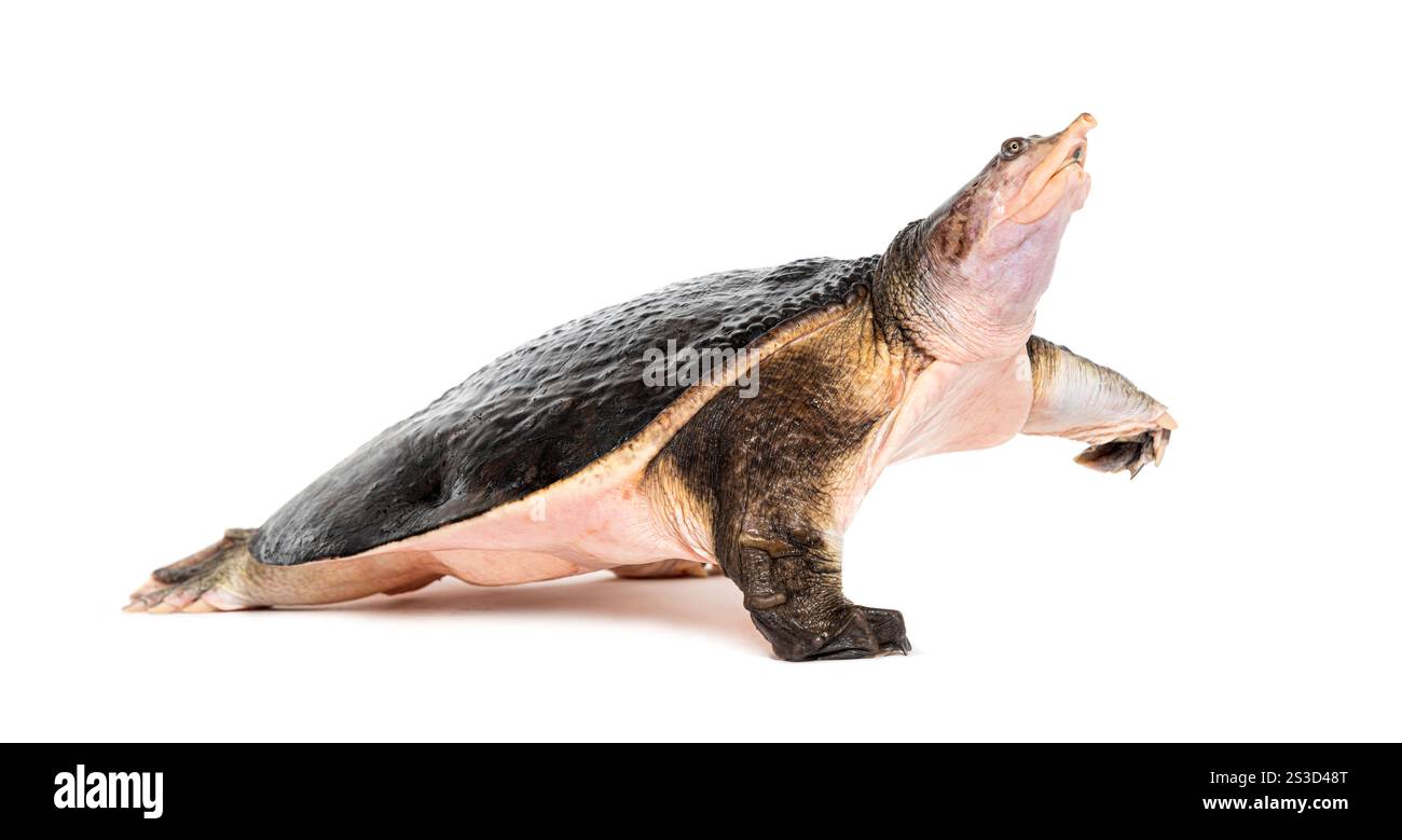 Seitenansicht einer Florida Softshell-Schildkröte, die davonläuft, Apalone Ferox, isoliert auf weiß Stockfoto