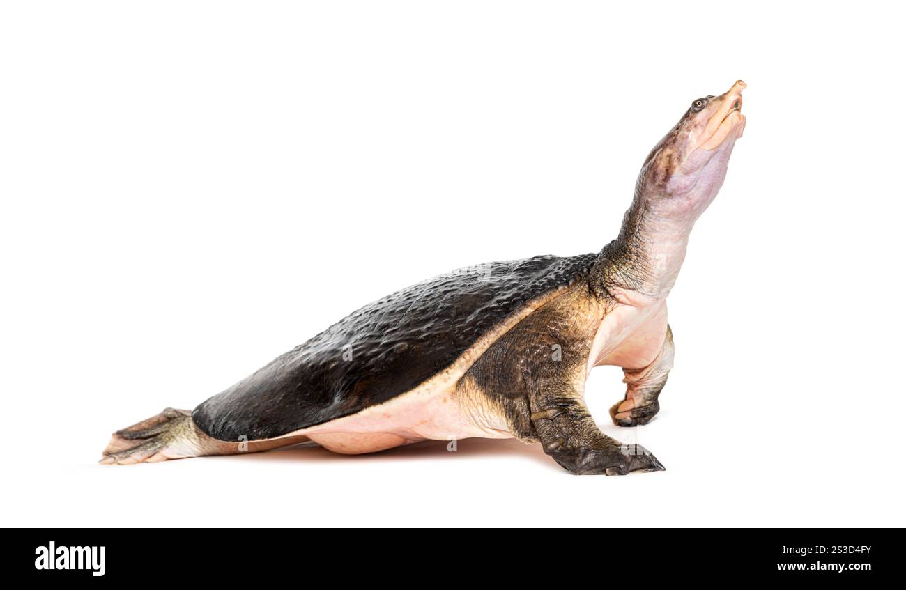 Seitenansicht einer Florida Softshell-Schildkröte, die davonläuft, Apalone Ferox, isoliert auf weiß Stockfoto