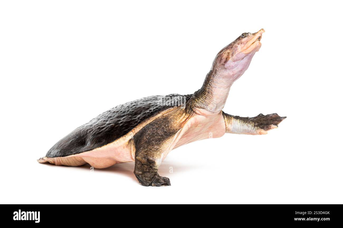 Seitenansicht einer Florida Softshell-Schildkröte, die davonläuft, Apalone Ferox, isoliert auf weiß Stockfoto