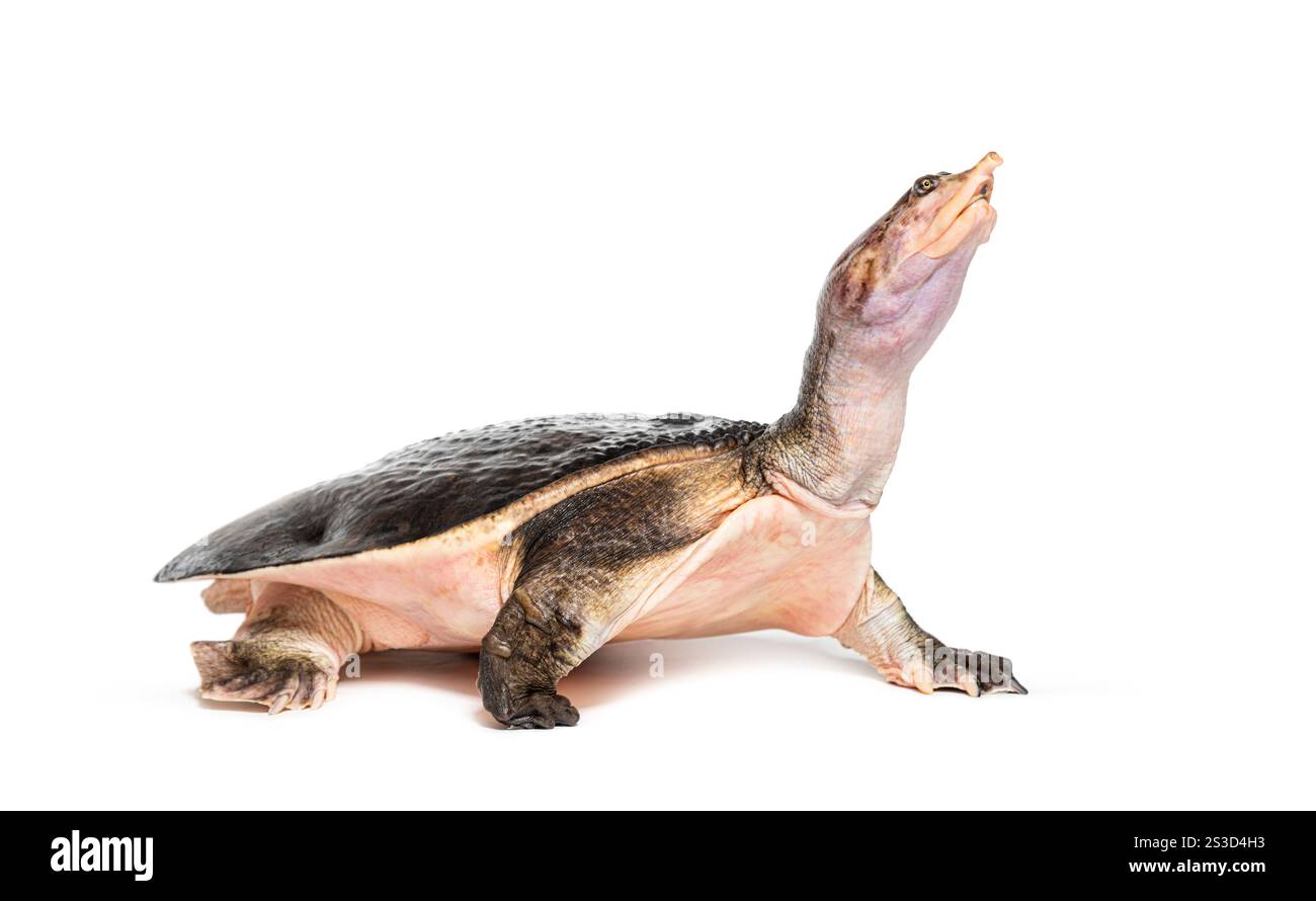 Seitenansicht einer Florida Softshell-Schildkröte, die davonläuft, Apalone Ferox, isoliert auf weiß Stockfoto