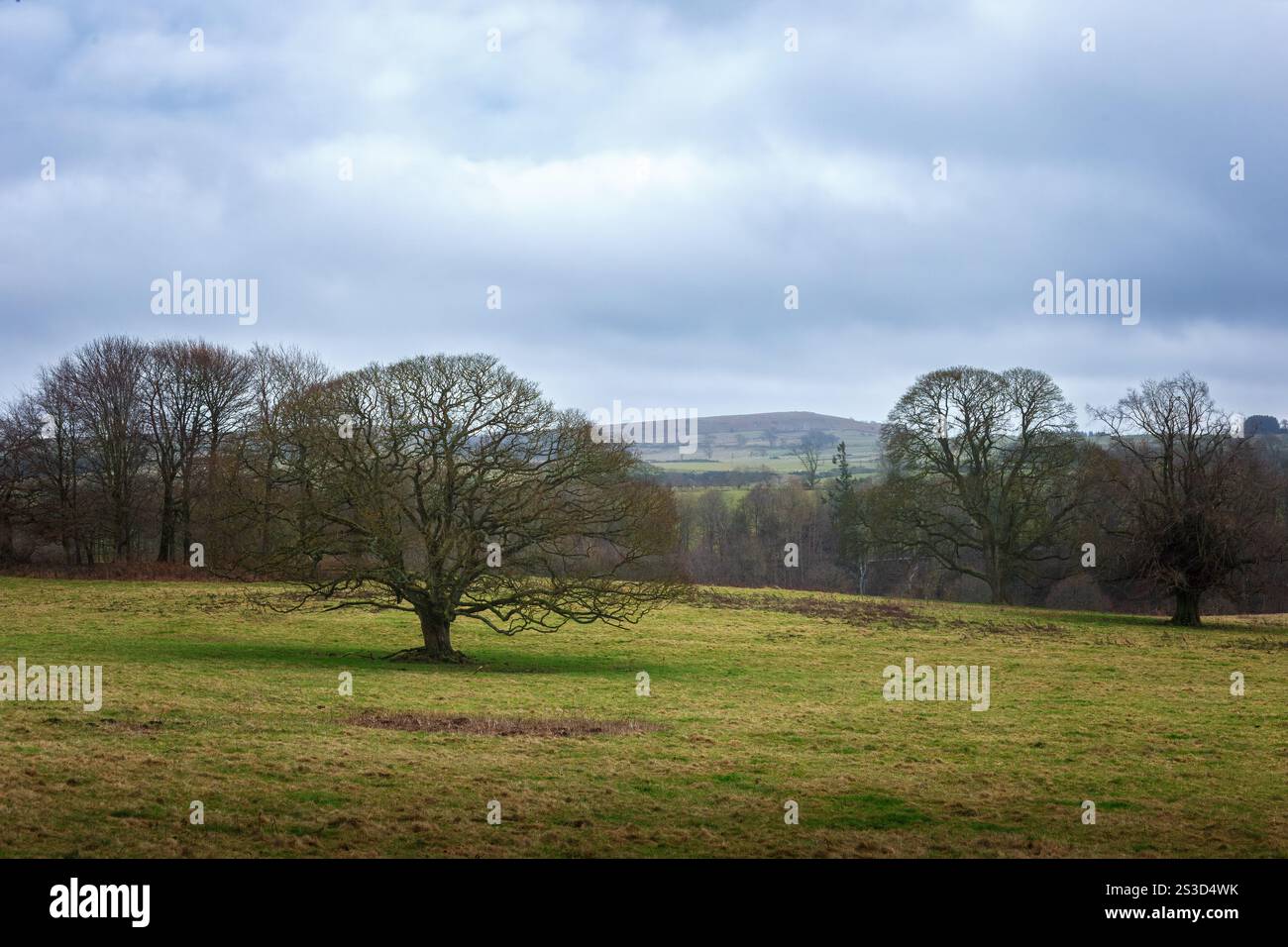 Landschaftsbäume Stockfoto