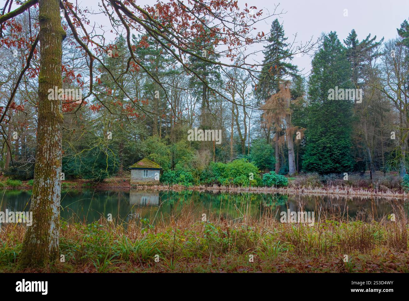 Bäume über einem kleinen See Stockfoto