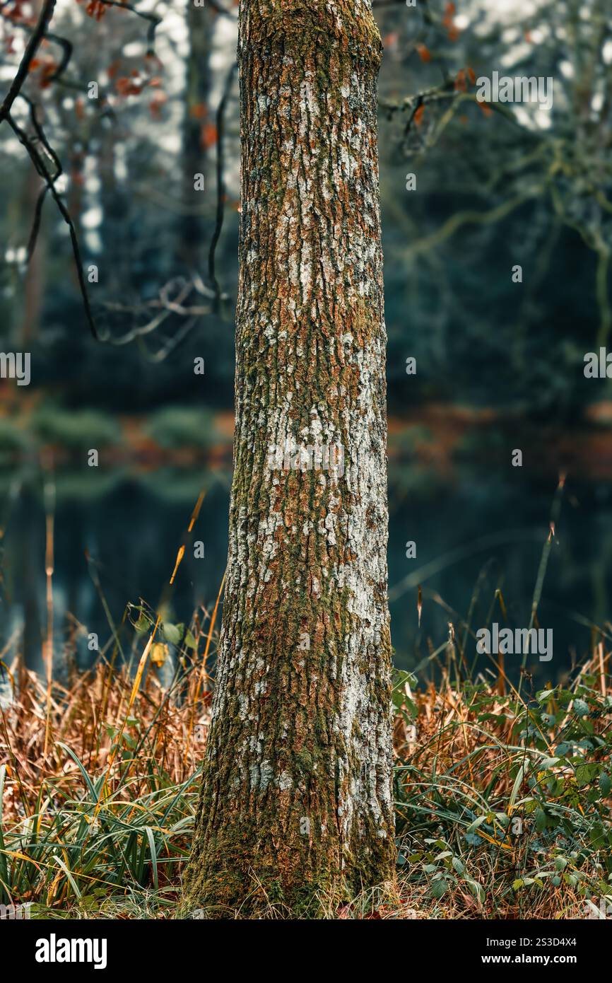 Nahaufnahme der Rindenfotografie Stockfoto