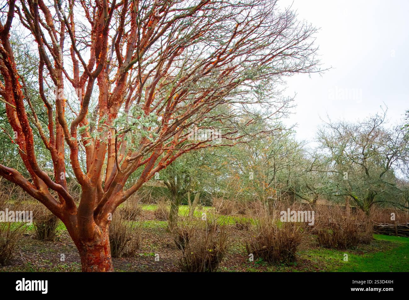 Roter Baum, Hintergrundfotografie Stockfoto