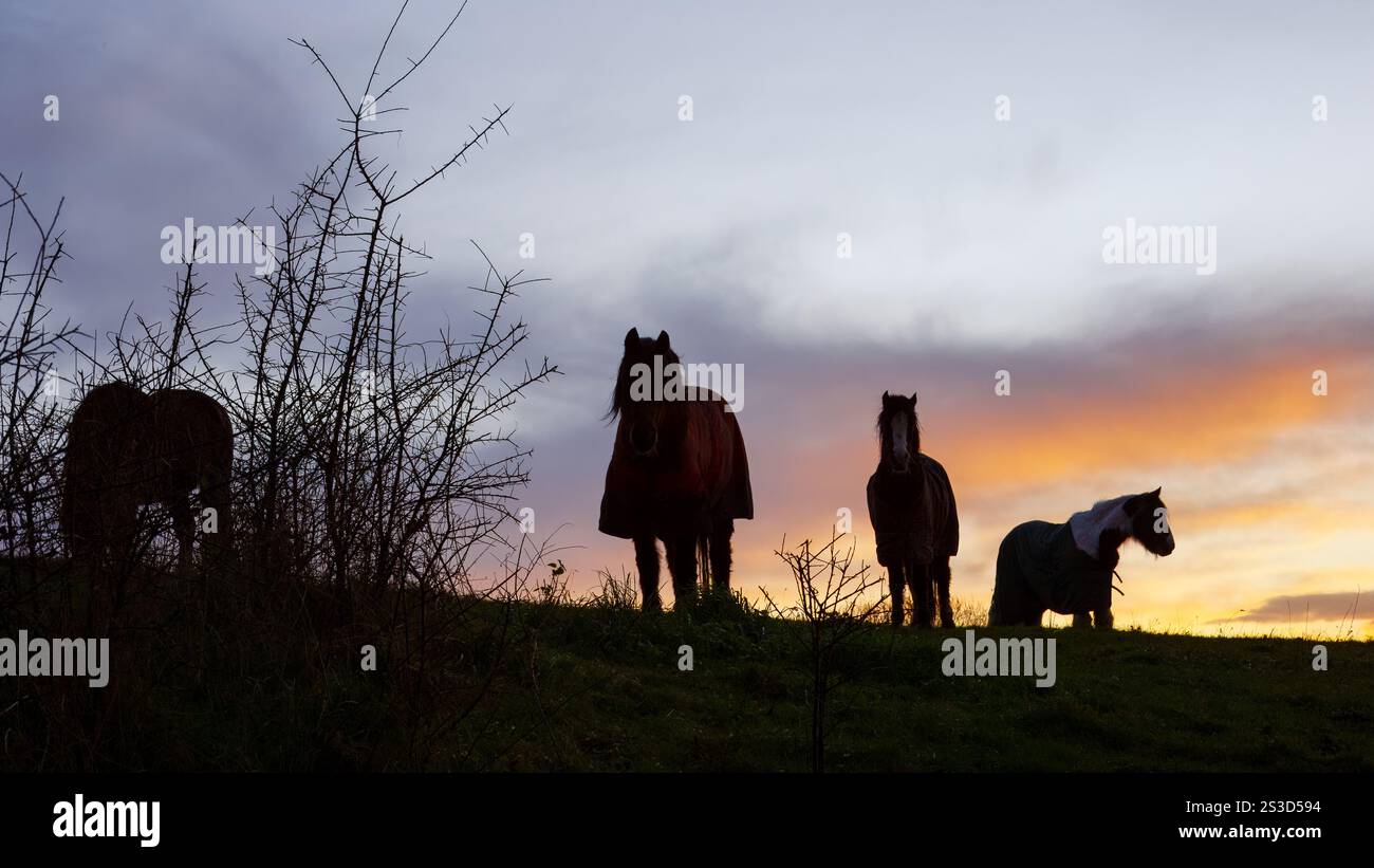Shropshire Horses bei Sunrise Stockfoto