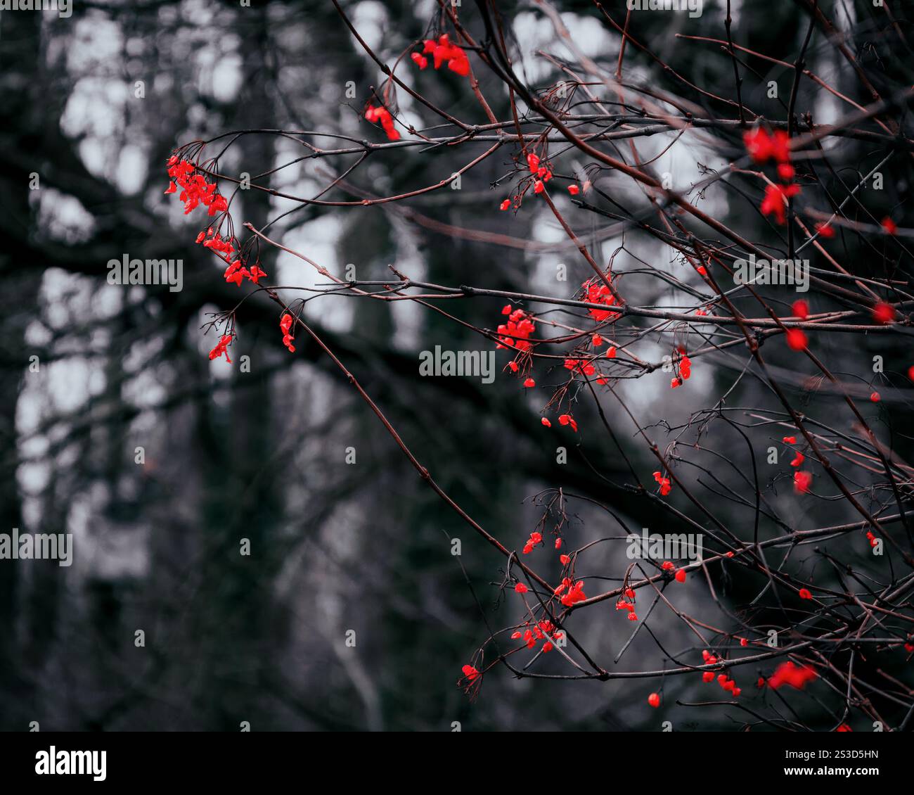 Hintergrundfoto, leuchtende rote Beere, im Winterwald Stockfoto
