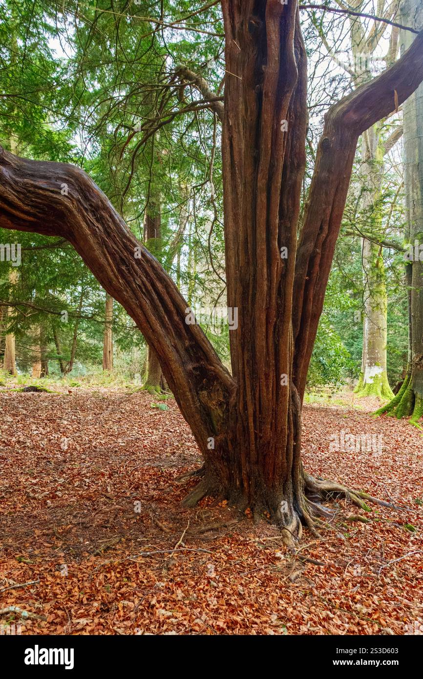 Rotes Foto des Baumstamms Stockfoto