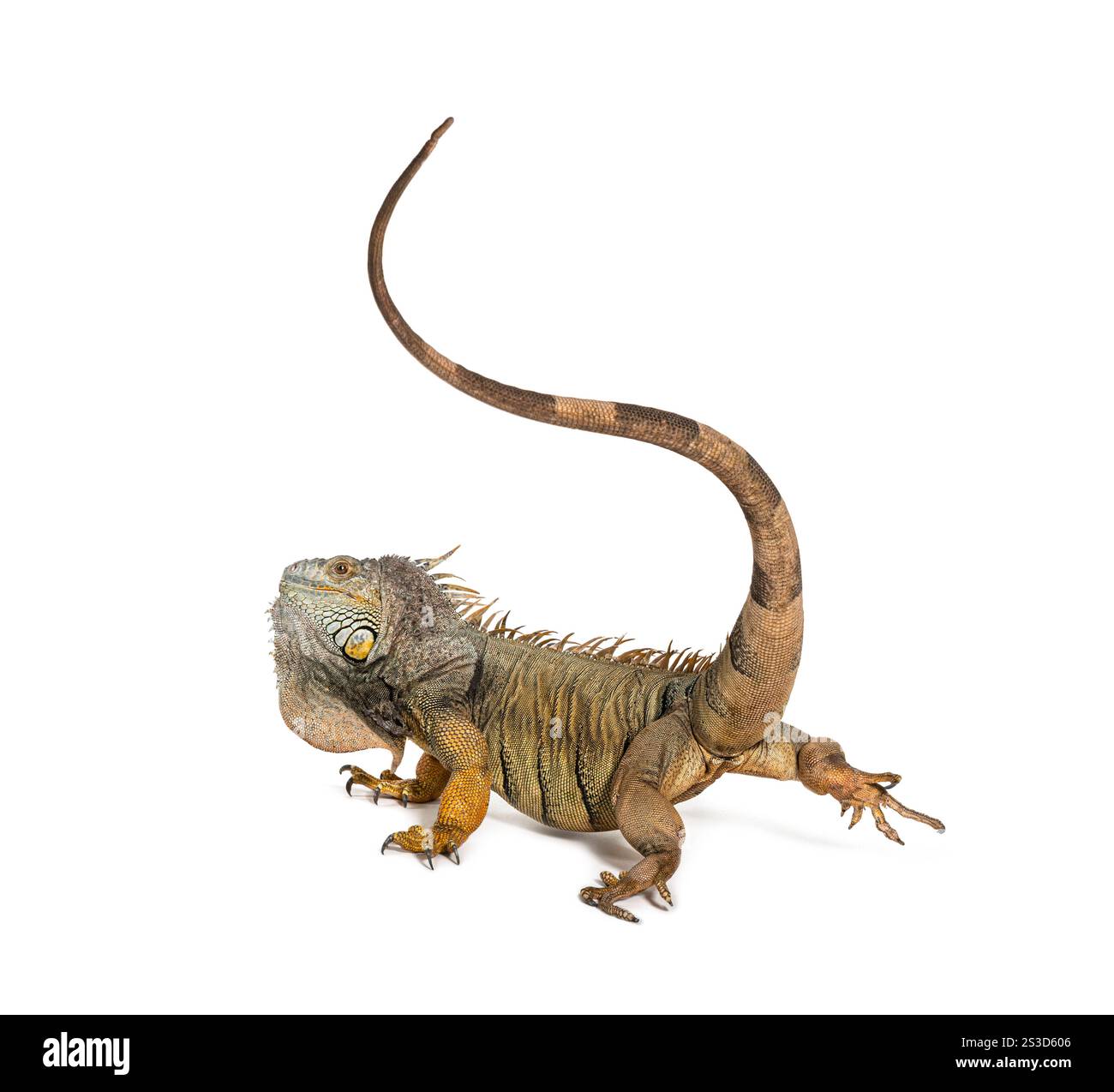 Grüner Leguan, der mit seinem Schwanz schlägt, um sich zu verteidigen, indem er seinen Gegner, Iguana Leguana, isoliert auf weiß auspeitscht Stockfoto