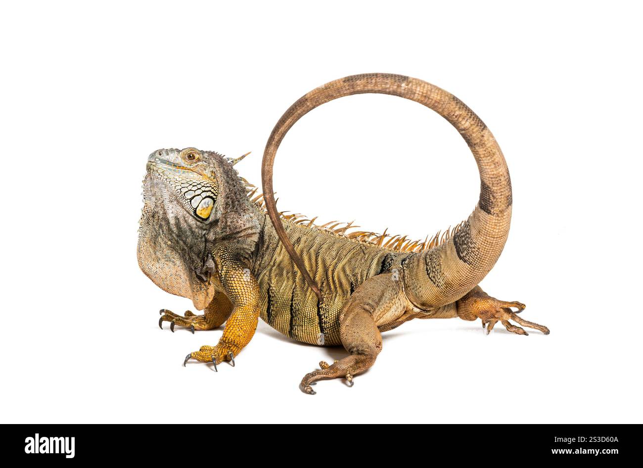 Grüner Leguan, der mit seinem Schwanz schlägt, um sich zu verteidigen, indem er seinen Gegner, Iguana Leguana, isoliert auf weiß auspeitscht Stockfoto