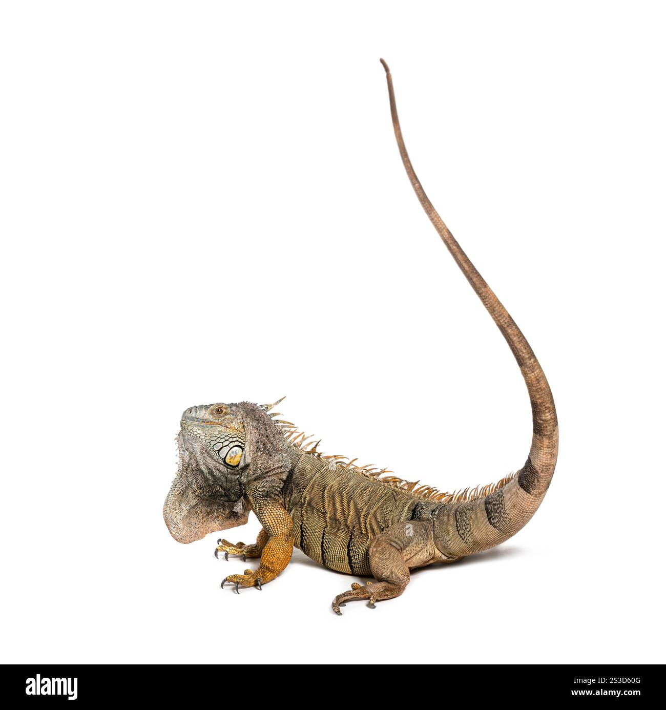 Grüner Leguan, der mit seinem Schwanz schlägt, um sich zu verteidigen, indem er seinen Gegner, Iguana Leguana, isoliert auf weiß auspeitscht Stockfoto