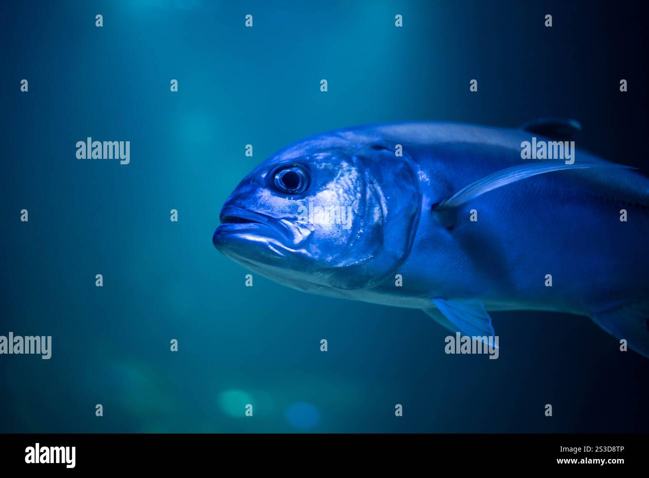 Caranx unter Wasser in einem Aquarium. Caranx Nahaufnahme. Stockfoto
