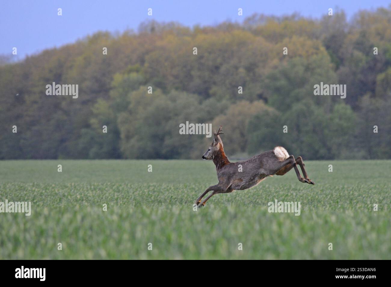 Ein Reh, der in die Weizenfild springt Stockfoto