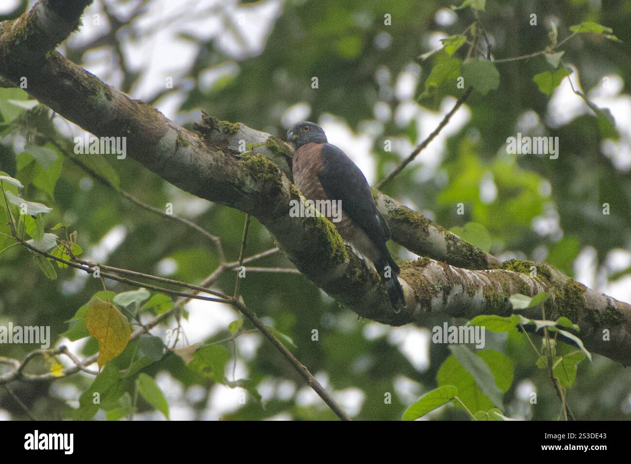 Doppelzahndrachen (Harpagus bidentatus) Stockfoto