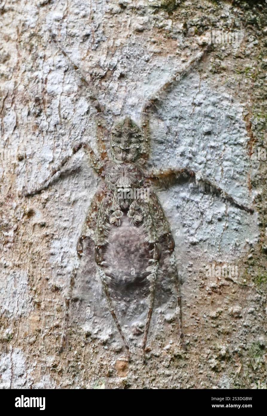 Flechtenjäger (Pandercetes) Stockfoto